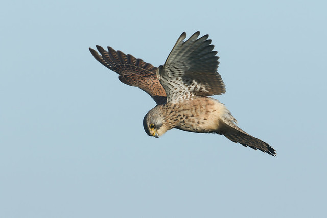 Kestrel, Falco tinnunculus, hoovering in the blue sky.