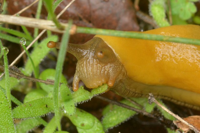 Banana Slug munching a seedling - slugs have teeth??