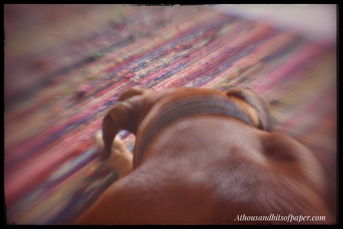 Bodhi by #lensbaby | by Kathrynanne72