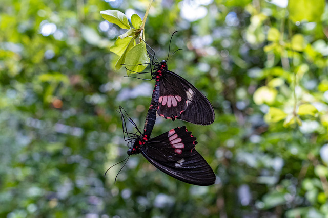 Butterflies Mating, Osher Rainforest at California Academy of Sciences, Golden Gate Park, San Francisco, California