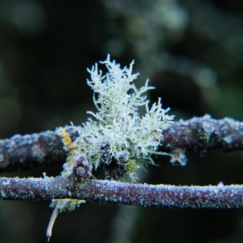 Lichen on blackthorn, lightly frosted