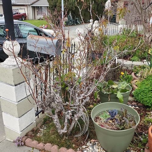 Rose #7 before pruning.