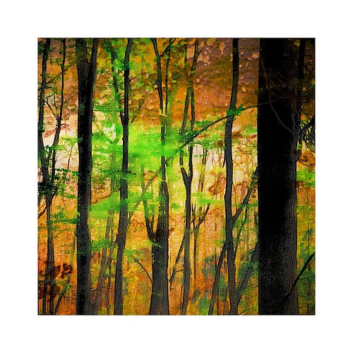 digitalart digitalpainting nature landscape forest wood trees spring outdoor
