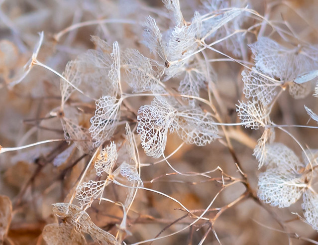 Lace #winter #skelet #fragiel #www.3x50.nl week 01