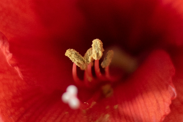 Red #amaryllis #flower #closeup #red #macro www.3x50.nl week 04