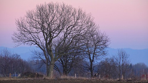 oak tree nature landscape view sunset winter lowersilesia dolnyśląsk polska poland radomice wleń klecza