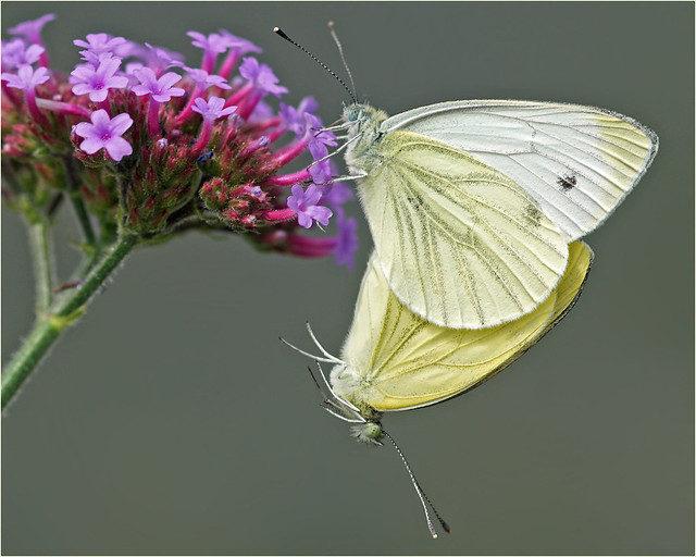Green-veined white mating