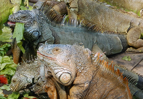 Iguanas in a feeding frenzy in Manzanillo, Mexico