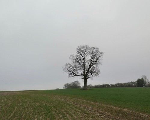 Solitary Tree 