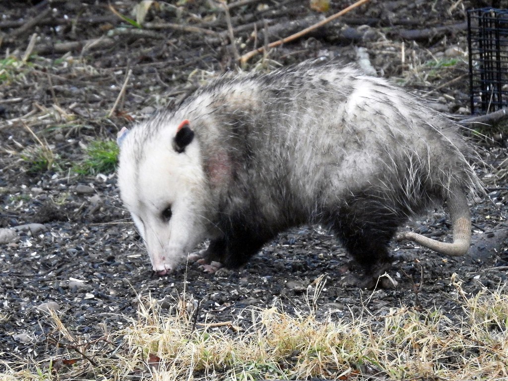 virginia opossum facts