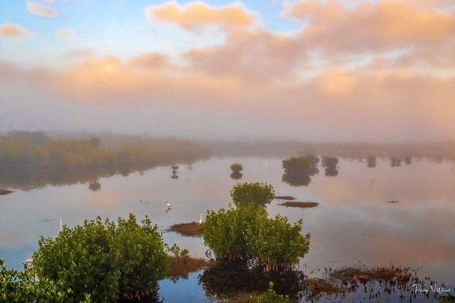 Foggy Mangroves