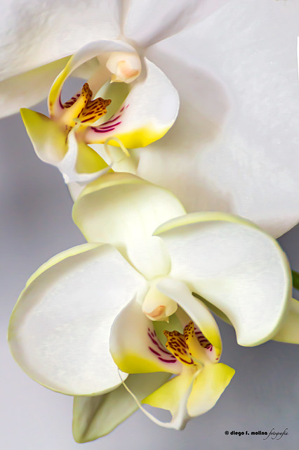 Dos orquídeas