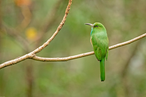 blauwbaardbijeneter november natuur nature bijeneters outdoor bhutan birds 2019 bluebeardedbeeeater meropidae natural naturalbeauty nyctyornisathertoni vogels naturalbackground zhemgangdistrict