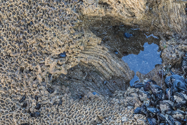 Honeycomb Tube Worm Colony at Natural Bridges State Beach