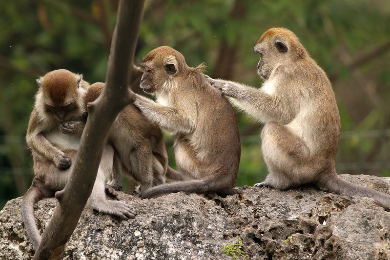 Macaque monkeys - Monkey Jungle Homestead Miami Florida