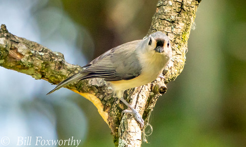 Sony A9,   Tufted Titmouse      04132    January 26, 2020      1-640 sec at f - 8.0 | by Bill Foxworthy