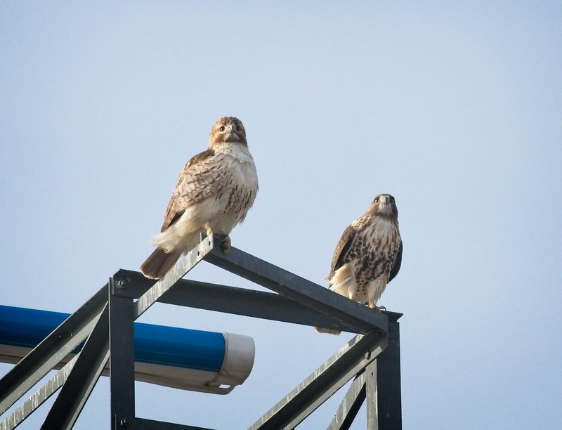 Red-tail pair