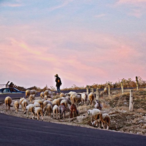 marocco bible shepard sheeps flickr flickrphotography photography animals flickrcool landscape