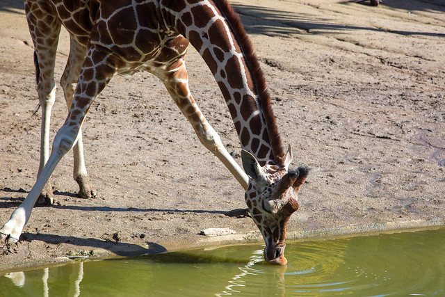 Giraffe Drinking Water, Oakland Zoo, February 2019