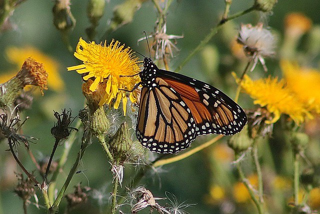 2019 Monarch Butterfly 104 - Danaus Plexippus