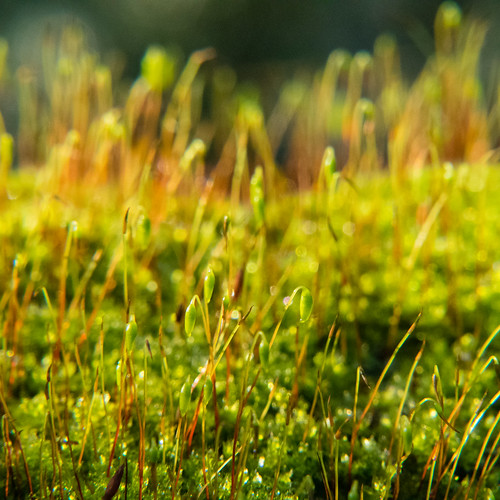 Moss, melting frost
