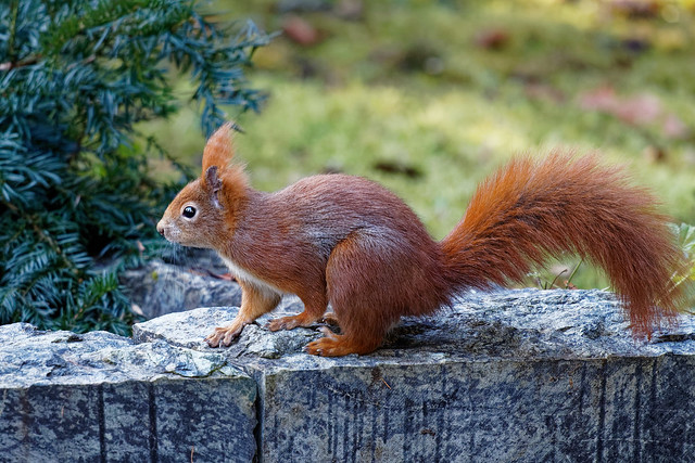 Eichhörnchen  /  Squirrel
