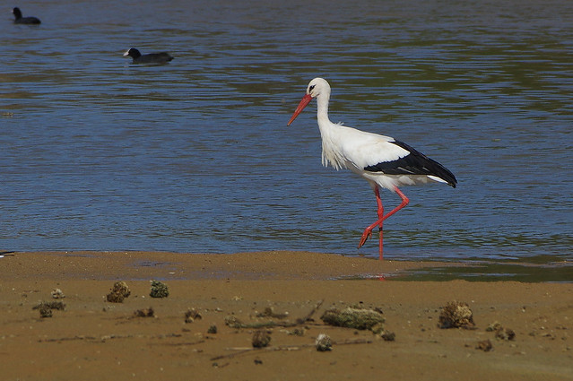 K32P3119aa White Stork, Lagoa dos Salgados (P), October 2019