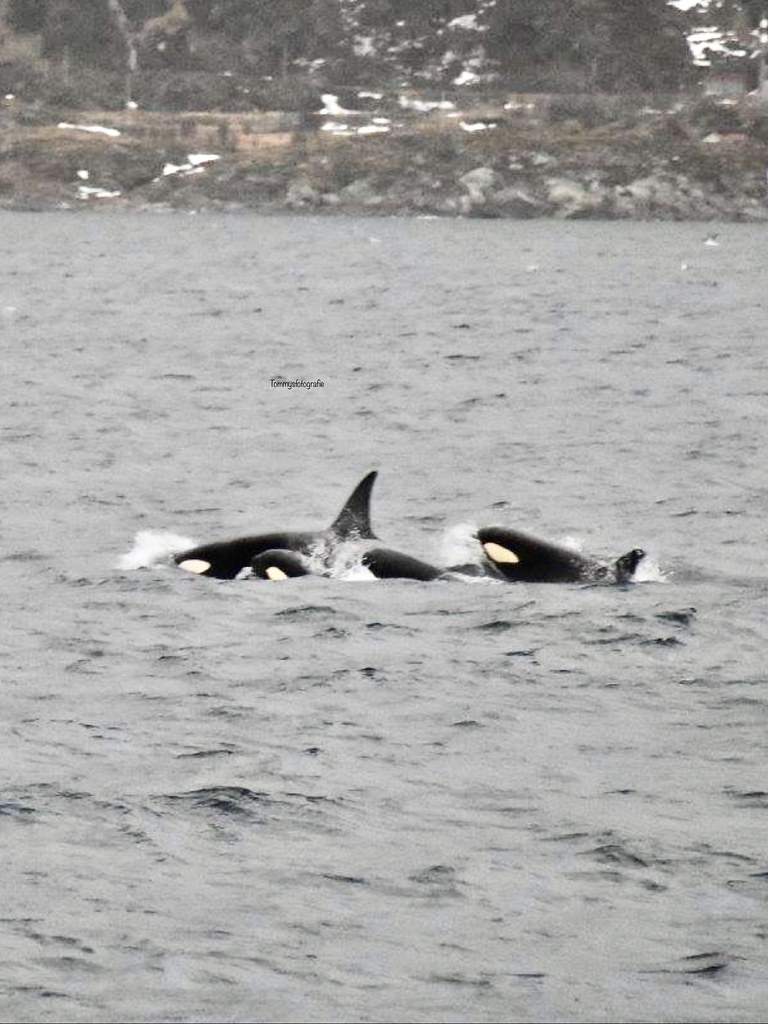 A killerwhale family near to Tromso , I had to shoot this with a 250 mm object, because of the waves a 600 was not possible