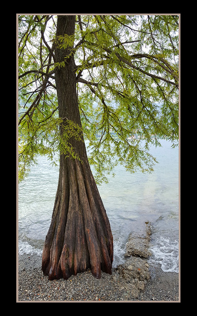 - swamp cypress - (Taxodium distichum)