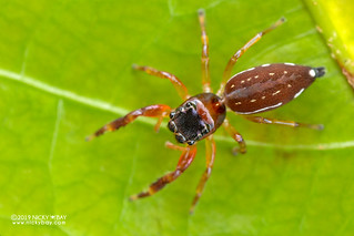 Jumping spider (Indopadilla sp.) - DSC_3289