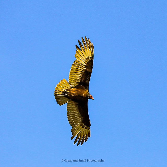 Turkey Vulture over California