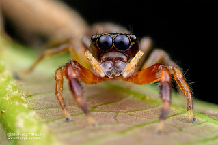 Jumping spider (Indopadilla sp.) - DSC_3278