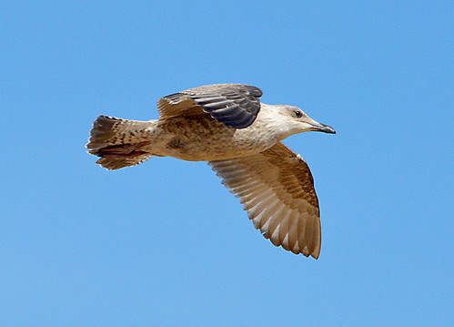 borntofly wildbirds supersix seagulls rainbowofnature photographyvision ~passionforbirds~ waltononthenazeessex