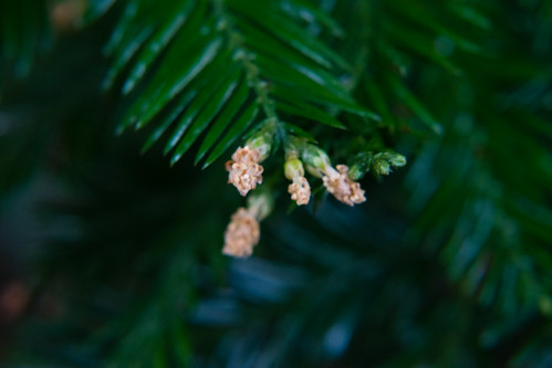 Yew flowers, mid-January