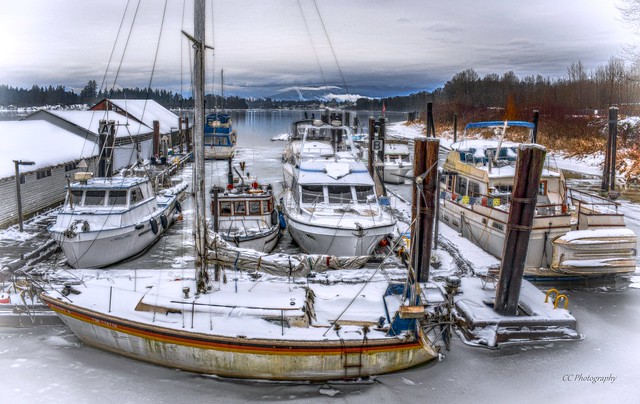 Moored in ice -  Mighty Fraser River
