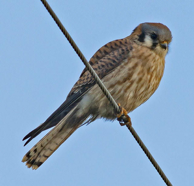 One of our local Kestrels
