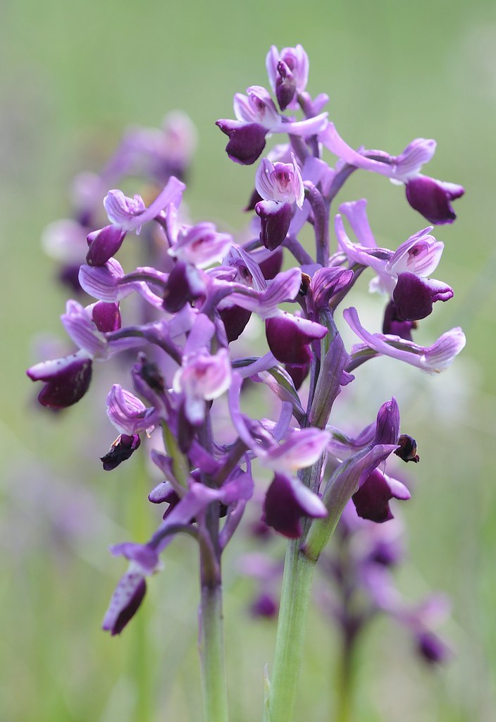 Langsporn-Knabenkraut, Anacamptis longicornu