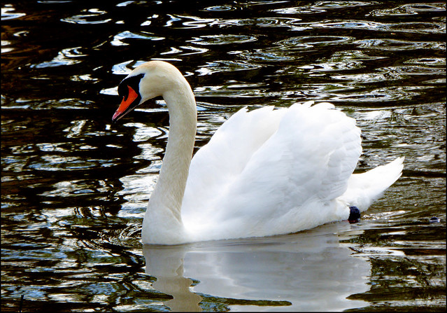 Swan in basin.