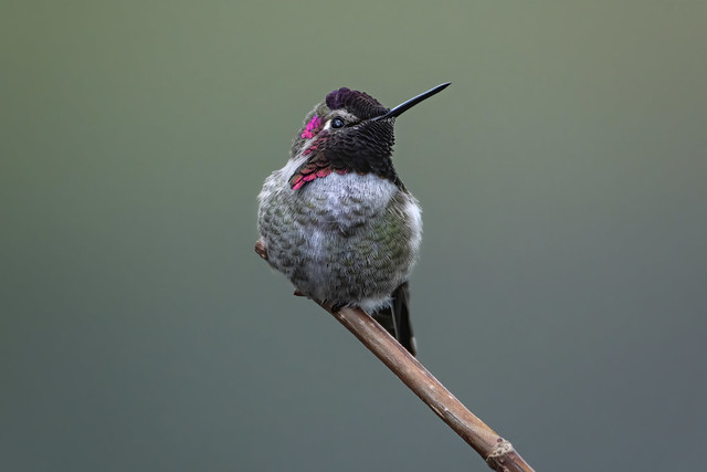 Male Anna's Hummingbird