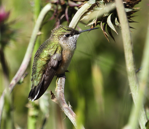 aves bird birds cahu caprimulgiformes hummingbird landbird newmexico trochilidae wfo