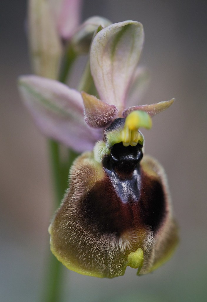 Normans Ragwurz, Ophrys normanii