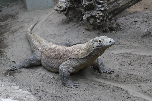 Monitor Lizard. | by Gillian Floyd Photography