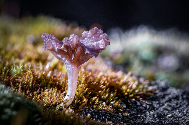 Tiny Winter Mushroom