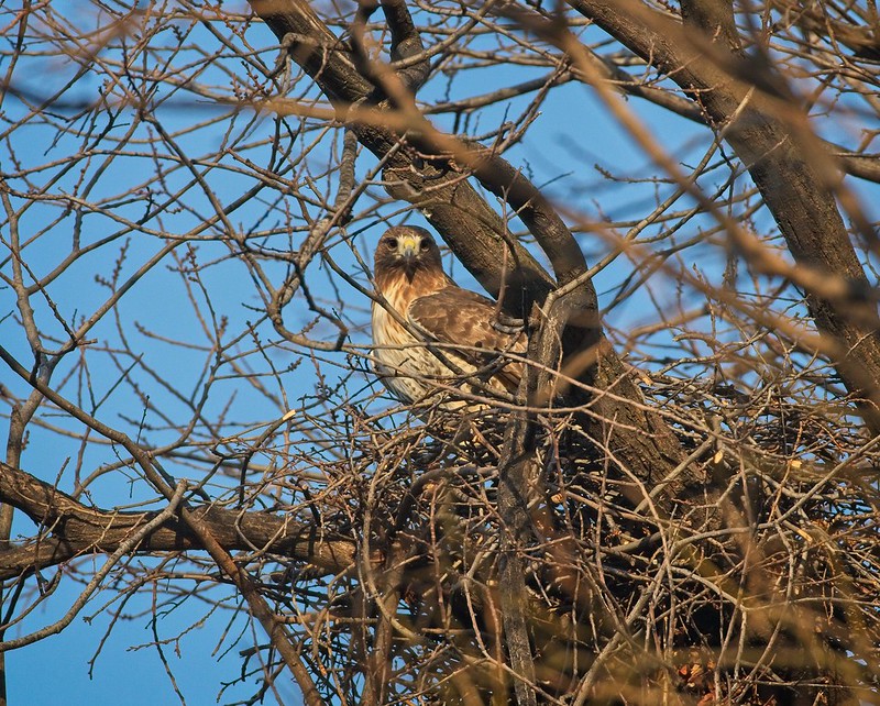 Amelia checking out her nest