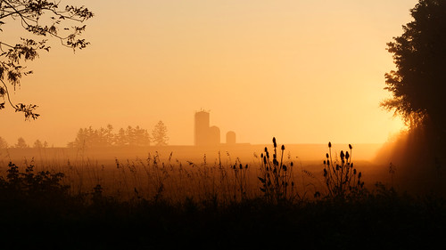 landscape sunrise backlit field weeds wellingtoncounty ontario canada