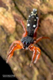 Jumping spider (Jerzego sp.) - DSC_3465