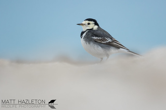 Pied wagtail