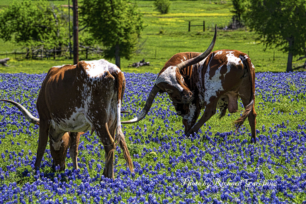 A pasture of Texas Bluebonnets