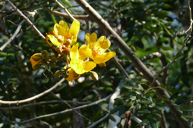 Buttercup Tree (Cochlospermum vitifolium) yellow flowers ...