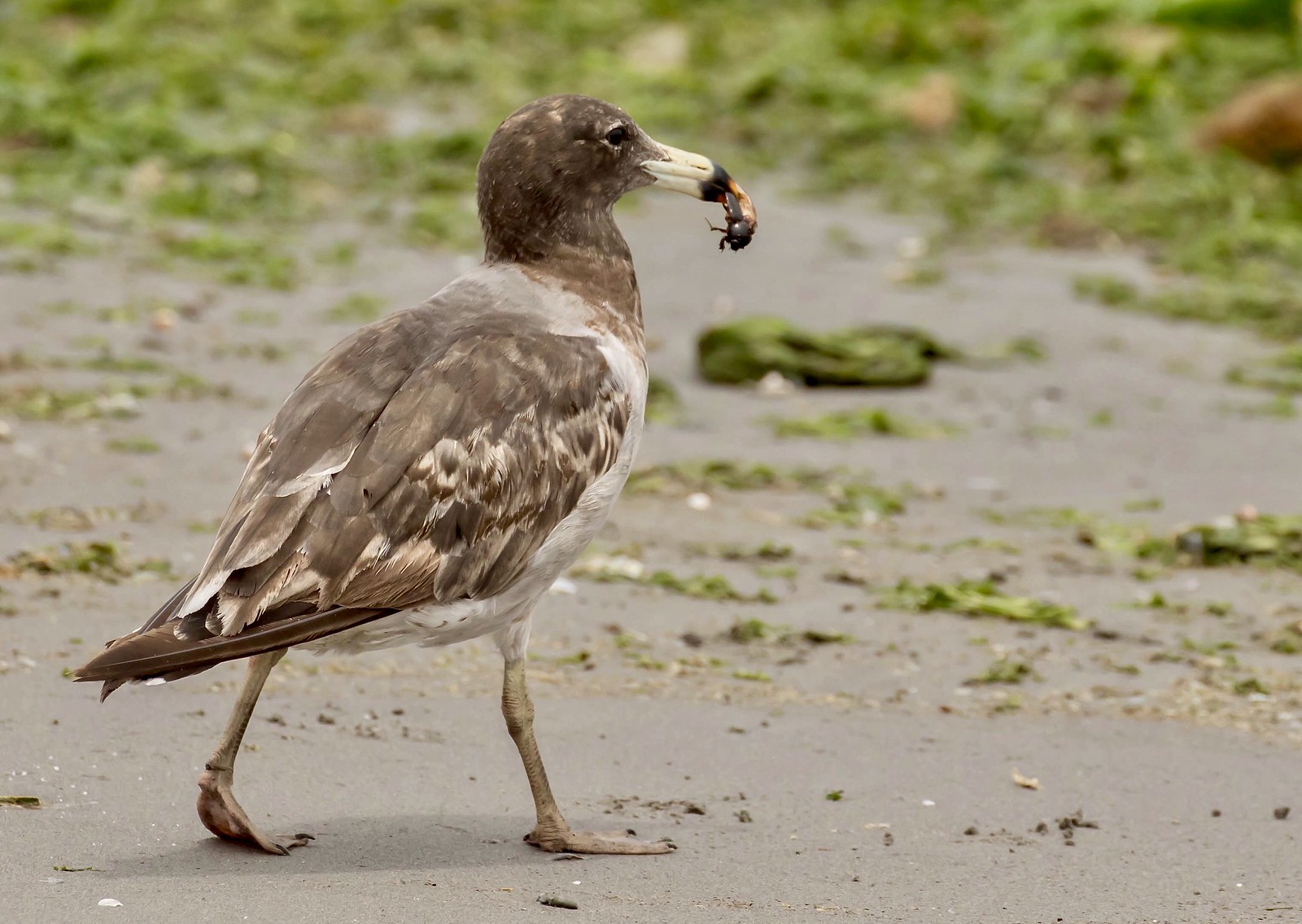Band-tailed Gull, or Peruvian Gull or Belchers Gull